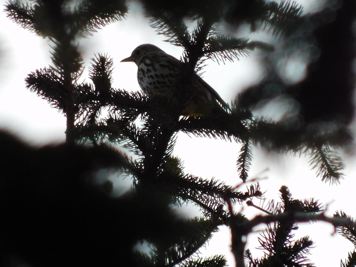 Song Thrush - ML396342461