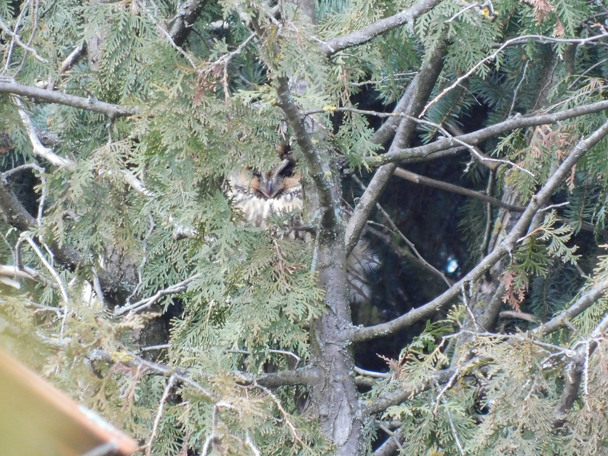 Long-eared Owl - ML396343781