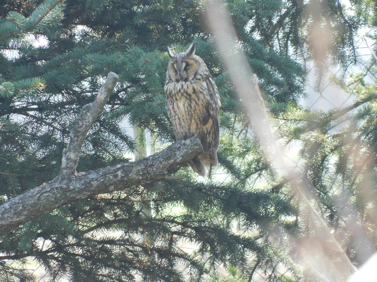 Long-eared Owl - ML396344181