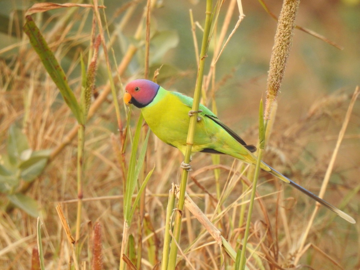 Plum-headed Parakeet - ML396344591