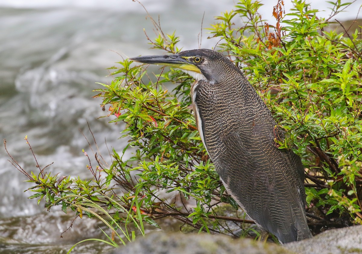 Fasciated Tiger-Heron - ML396346231