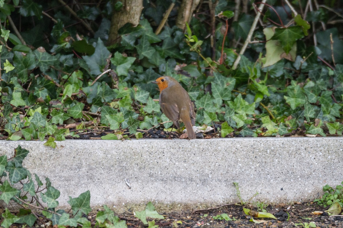 European Robin - Terry Woodward