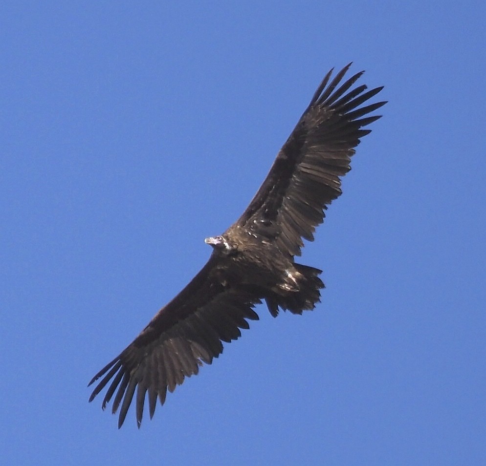 Cinereous Vulture - ML396346841