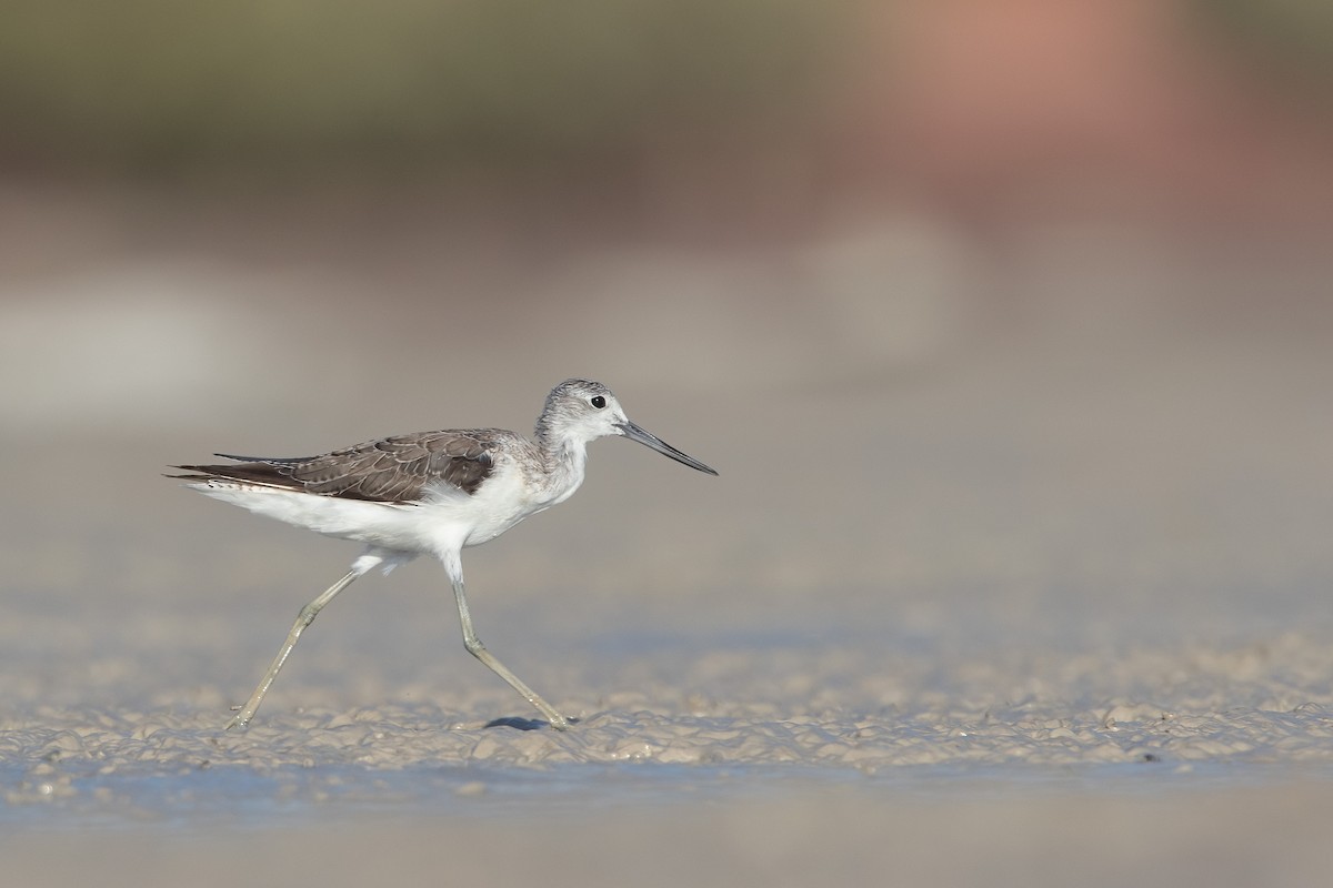 Common Greenshank - Adrian Boyle