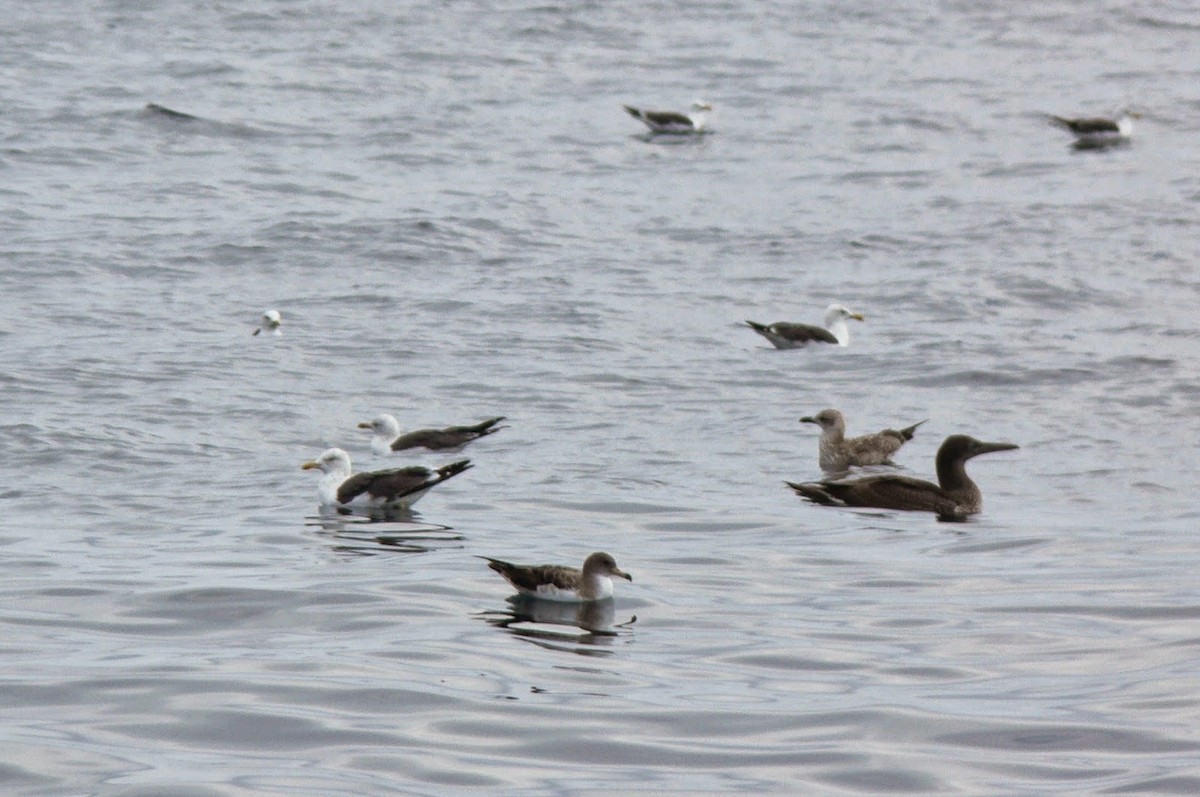 Cory's Shearwater - Manuel Bárcena // Oxyura Birdwatching