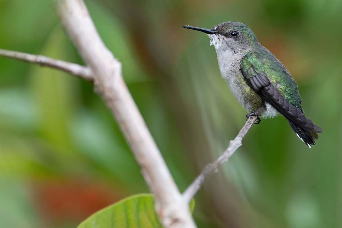 Vervain Hummingbird - ML396348341