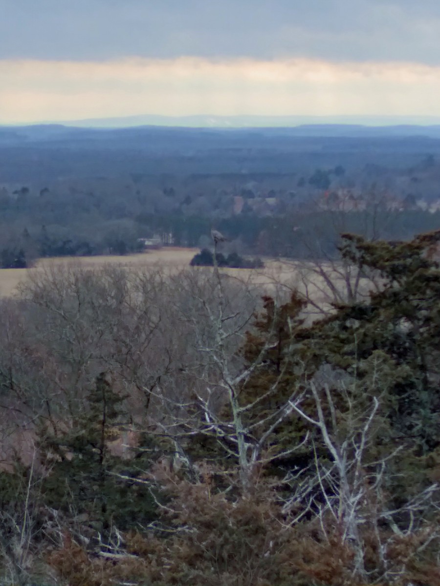 Townsend's Solitaire - ML396349211
