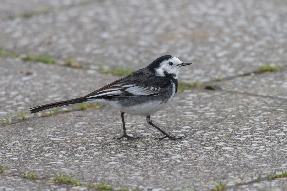 White Wagtail (British) - ML39635021