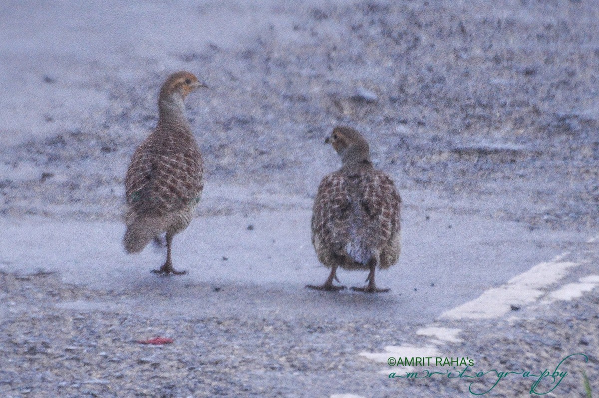 Gray Francolin - ML396350221