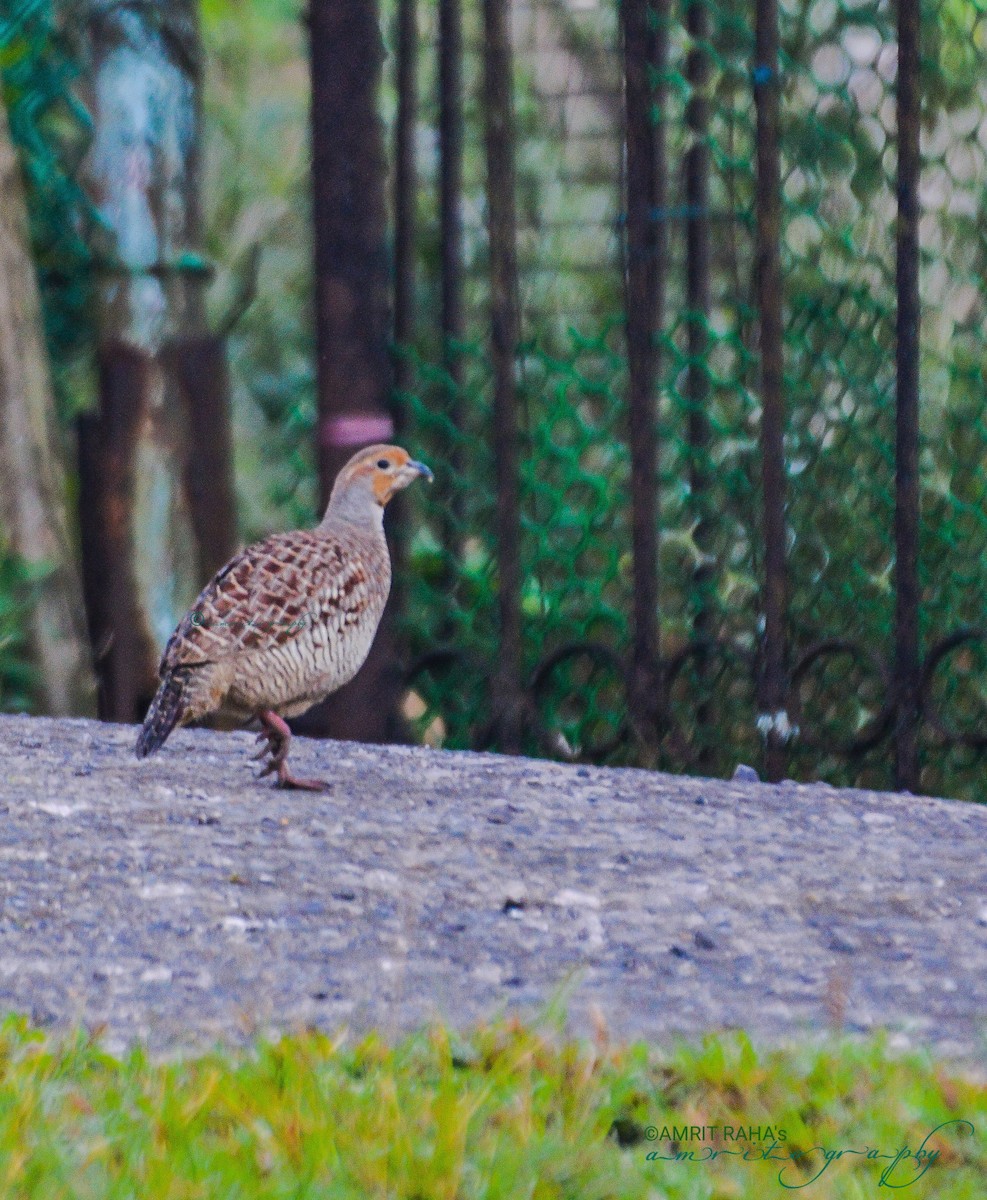 Gray Francolin - ML396350231