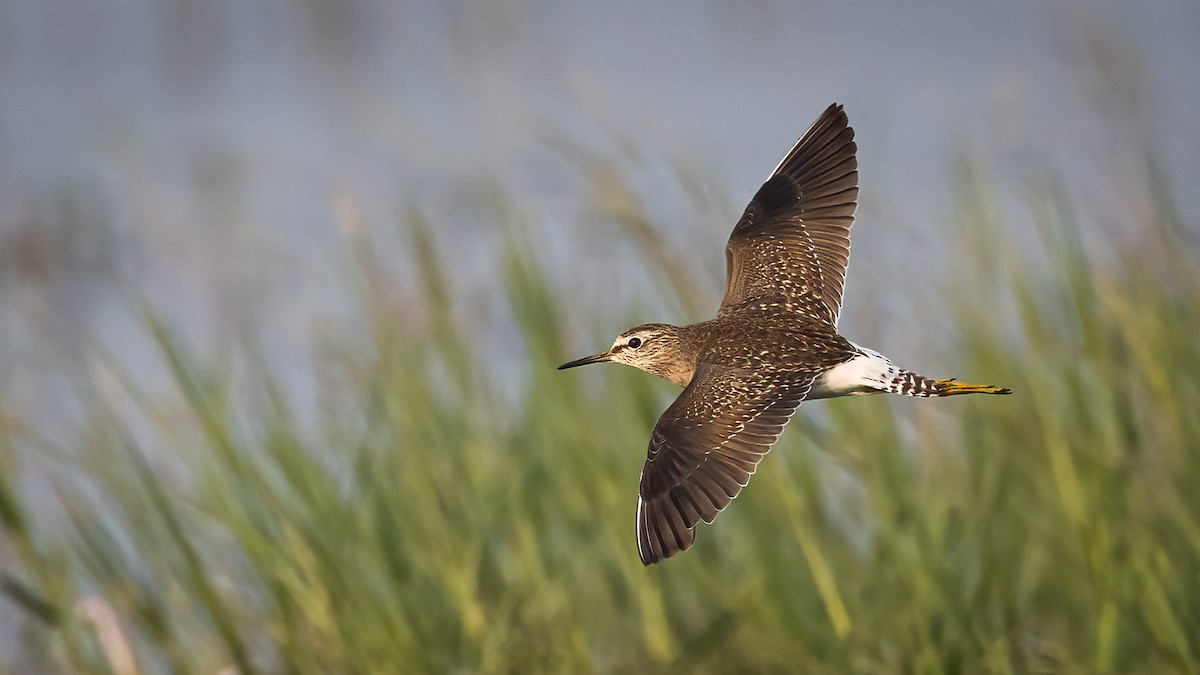 Bruchwasserläufer - ML396350261