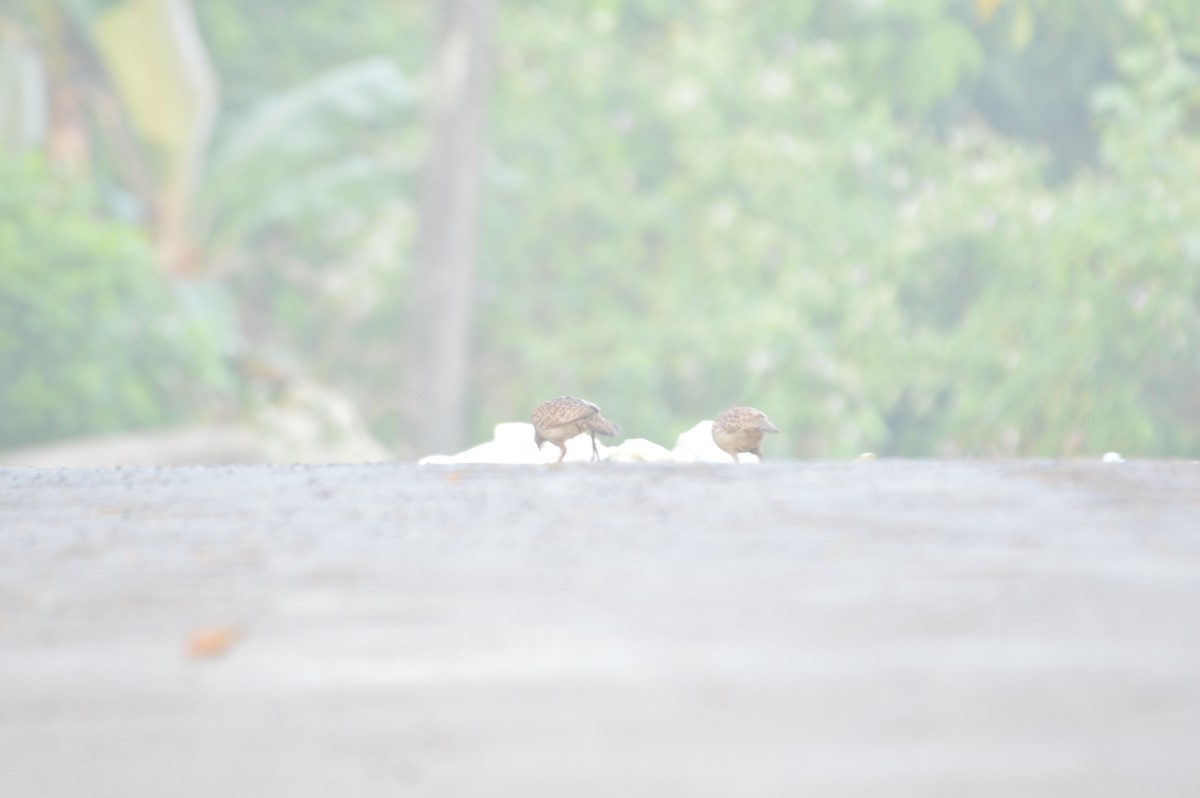 Gray Francolin - ML396350281