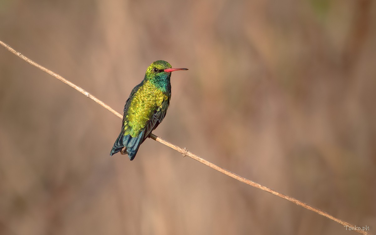 Glittering-bellied Emerald - ML396350861