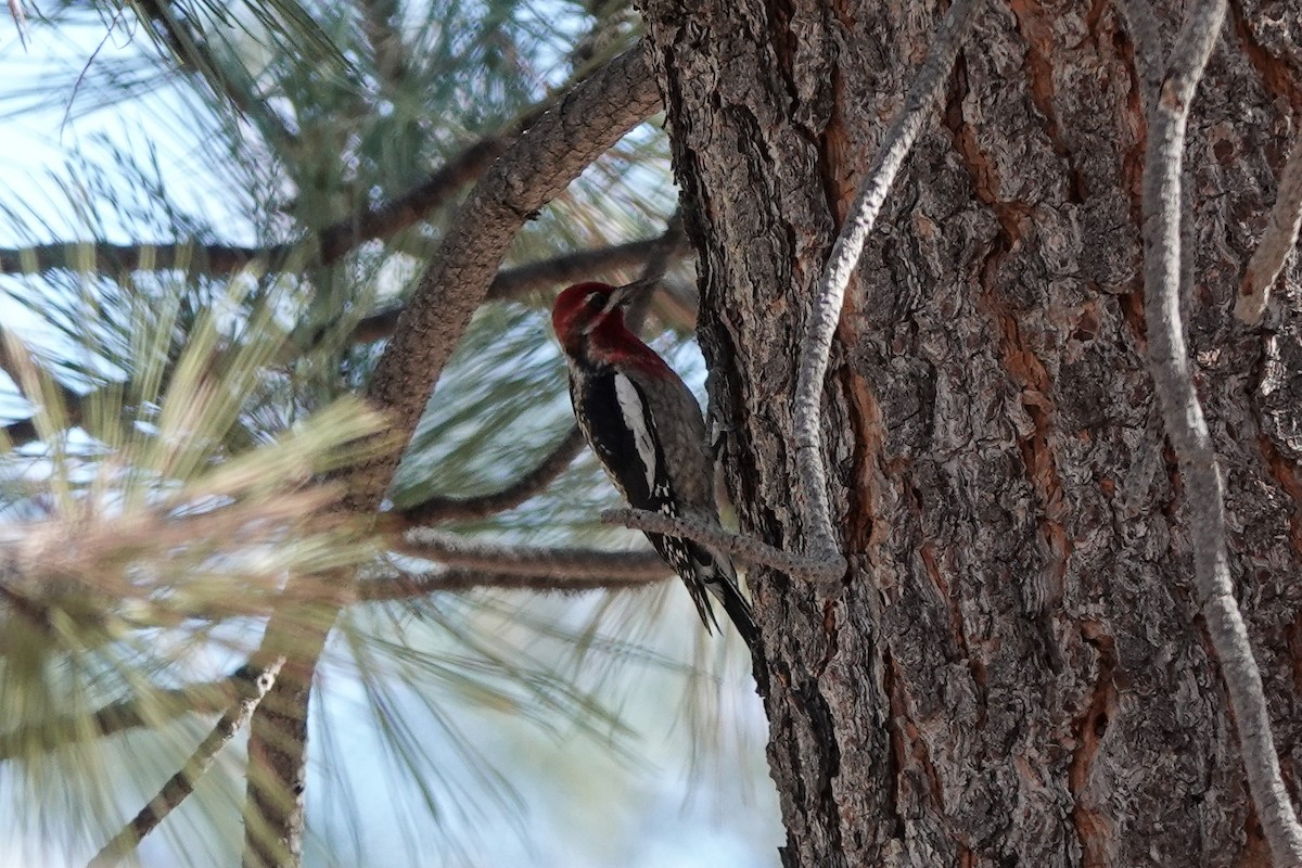 Red-breasted Sapsucker - ML396351421