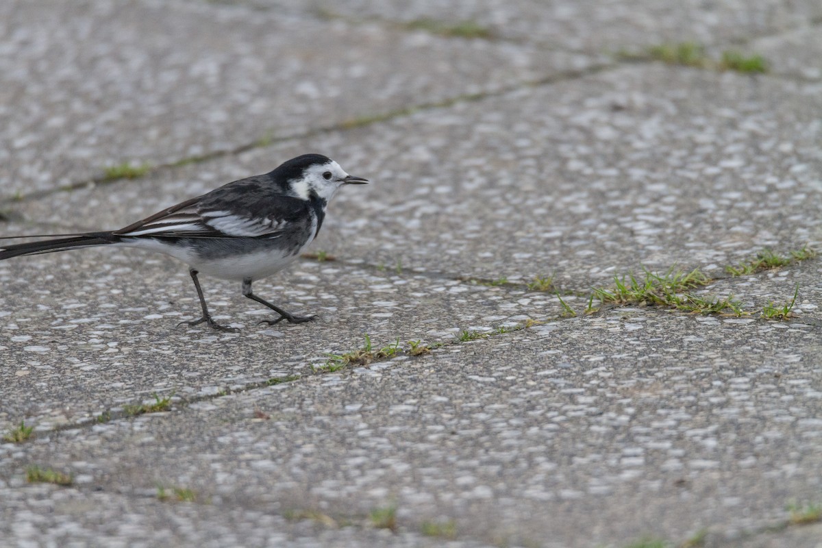 White Wagtail (British) - ML39635191