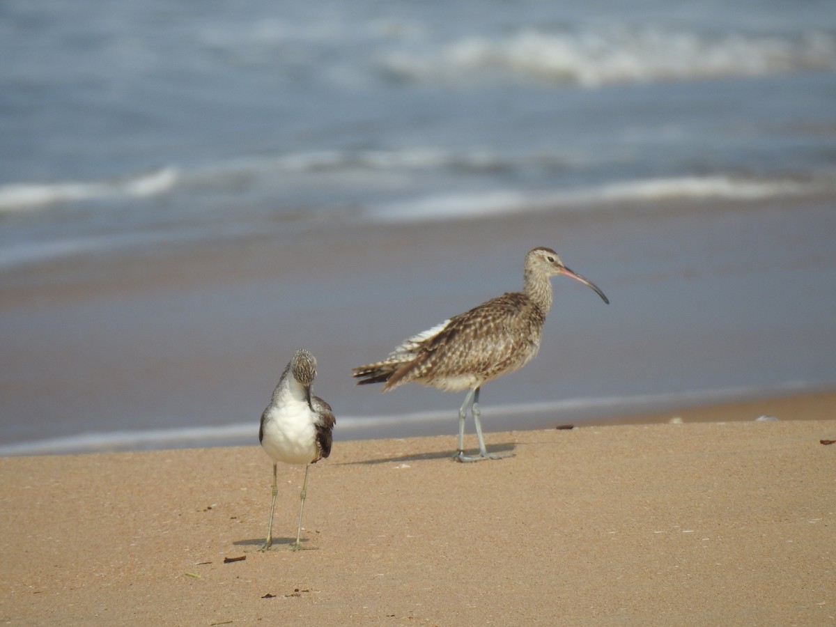 Whimbrel (White-rumped) - ML396352241