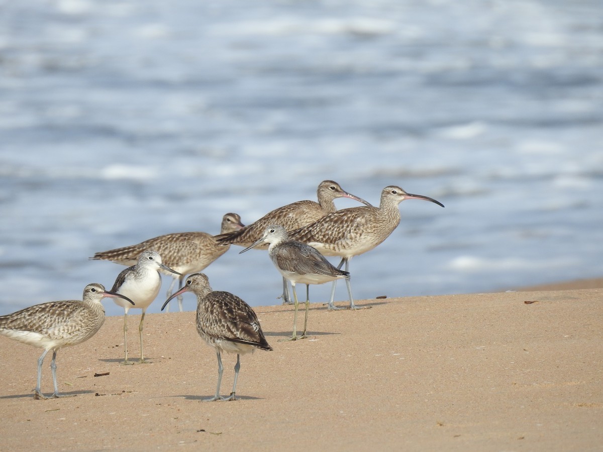 Marsh Sandpiper - ML396352321