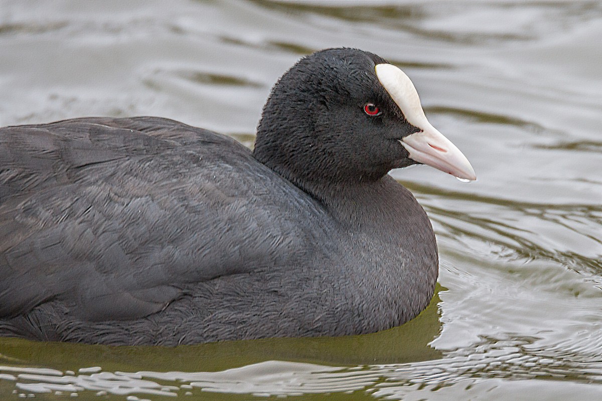 Eurasian Coot - ML39635251