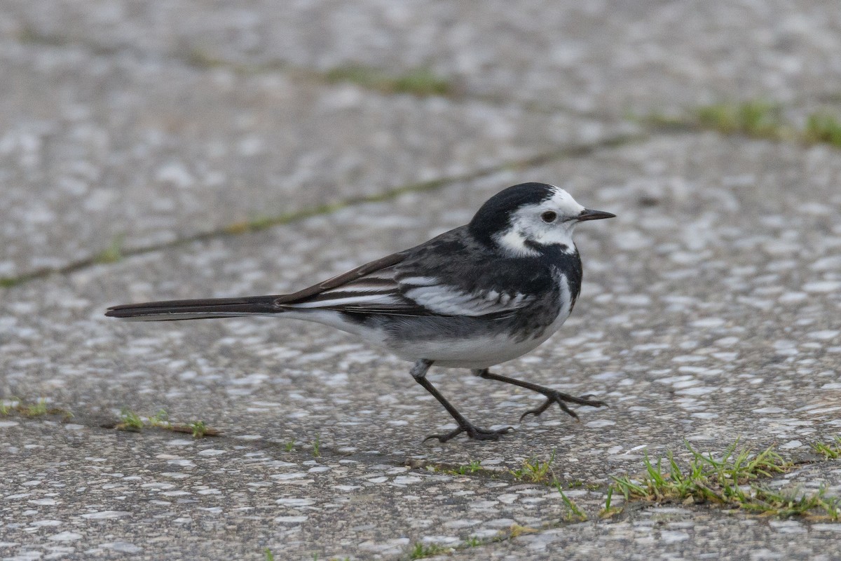 White Wagtail (British) - ML39635261