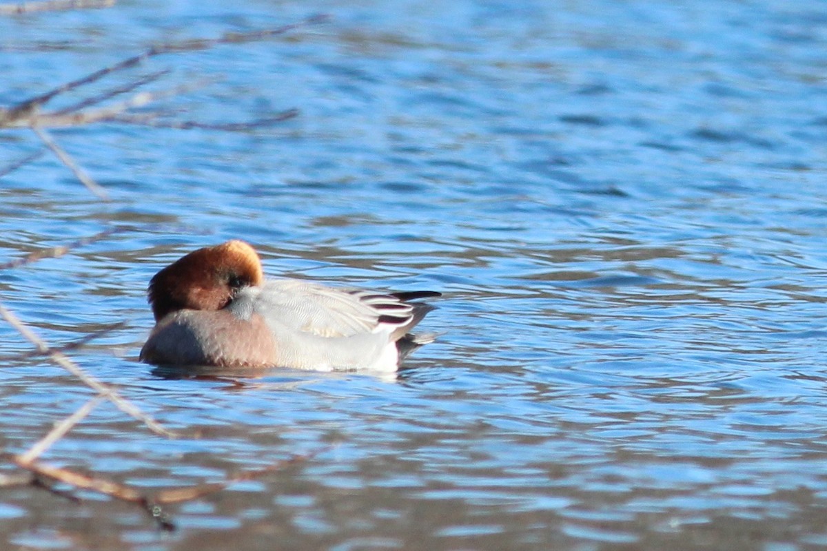 Eurasian Wigeon - Shawn Billerman