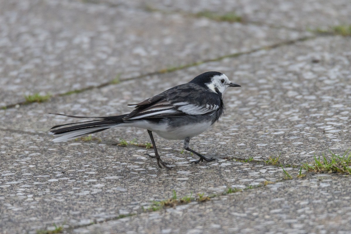 White Wagtail (British) - Terry Woodward