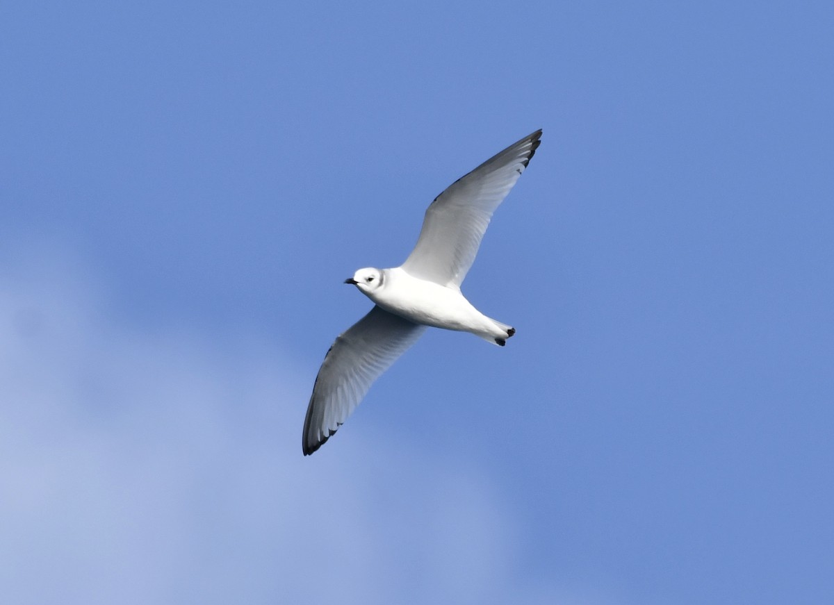 Black-legged Kittiwake - ML396355221