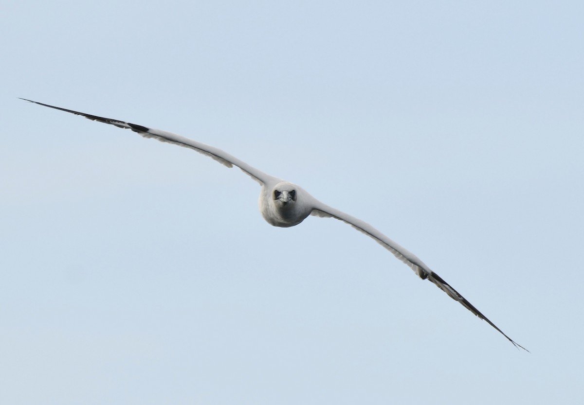 Northern Gannet - ML396355331