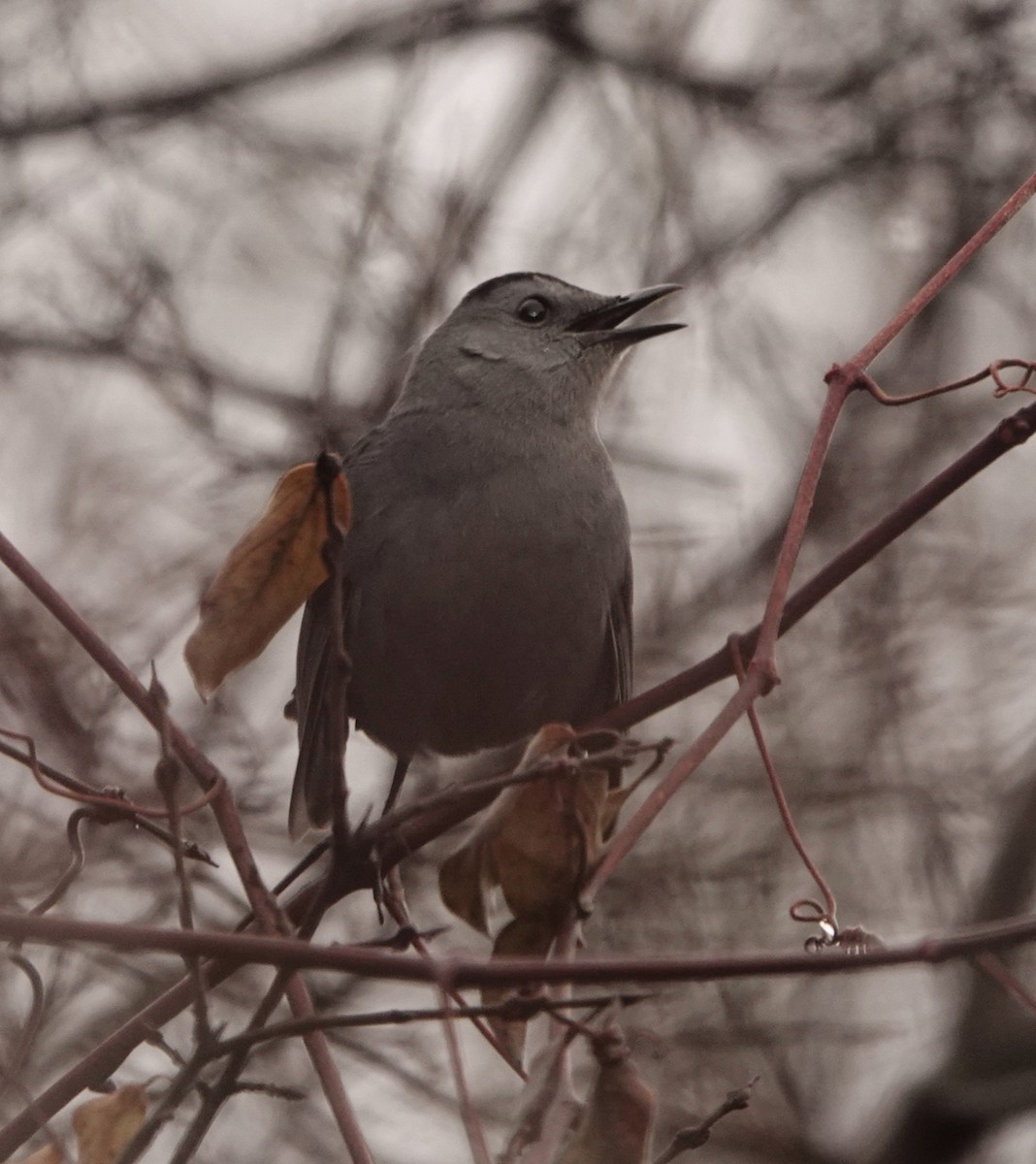 Gray Catbird - Norman Levey