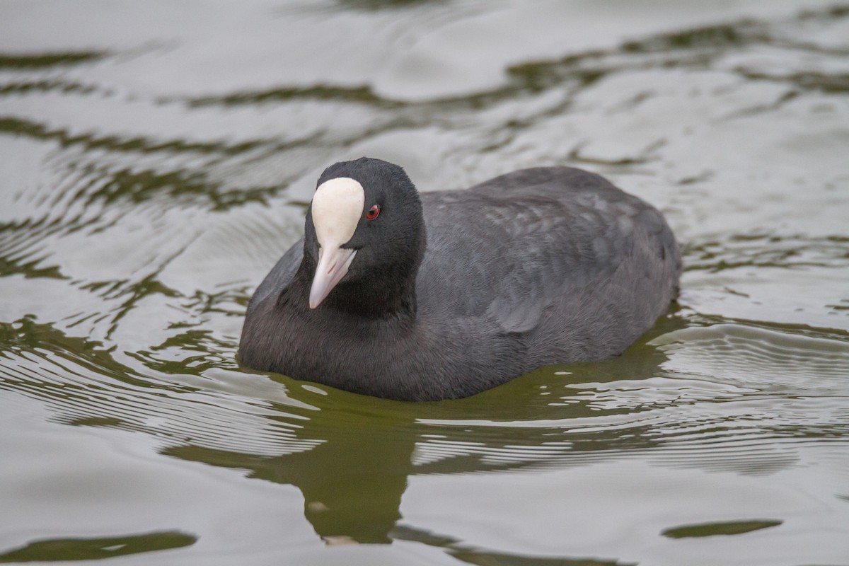 Eurasian Coot - ML39635561