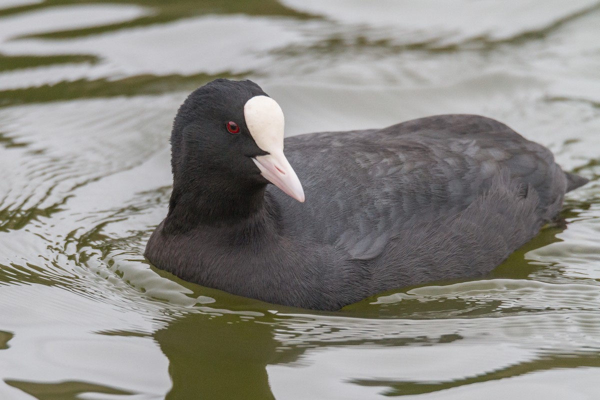 Eurasian Coot - ML39635571