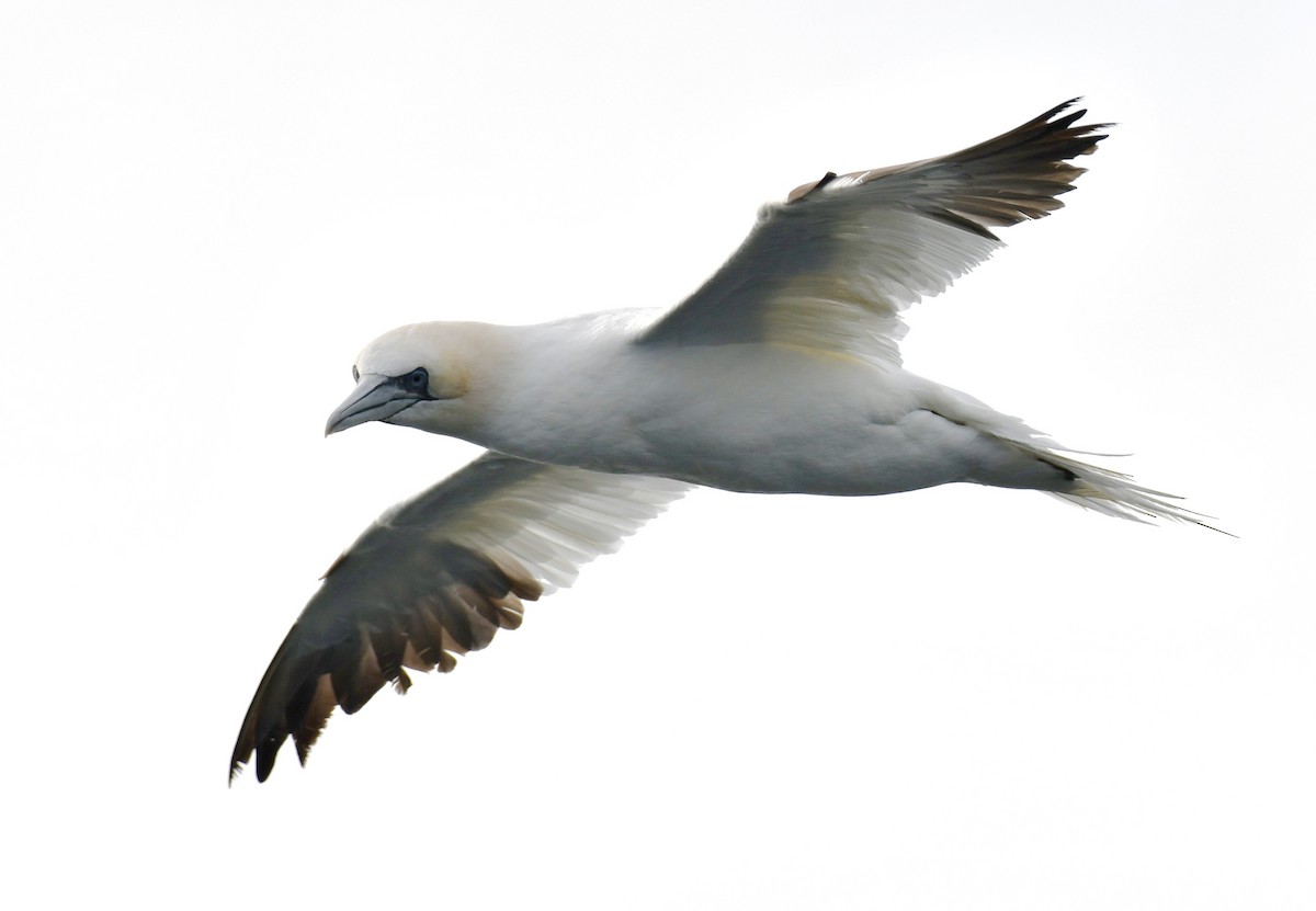 シロカツオドリ - ML396355901