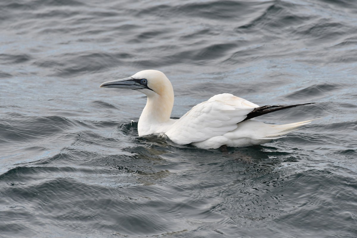 סולה מצויה - ML396356021