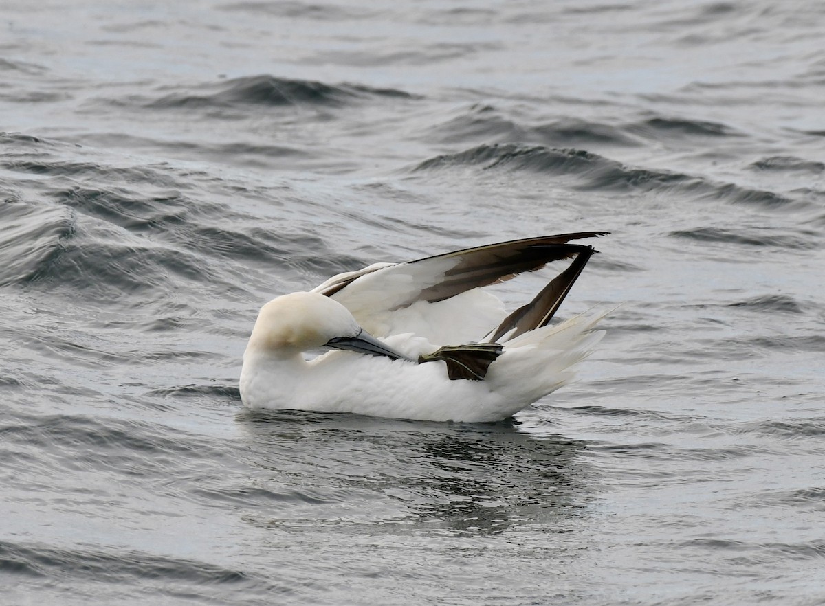 シロカツオドリ - ML396356141