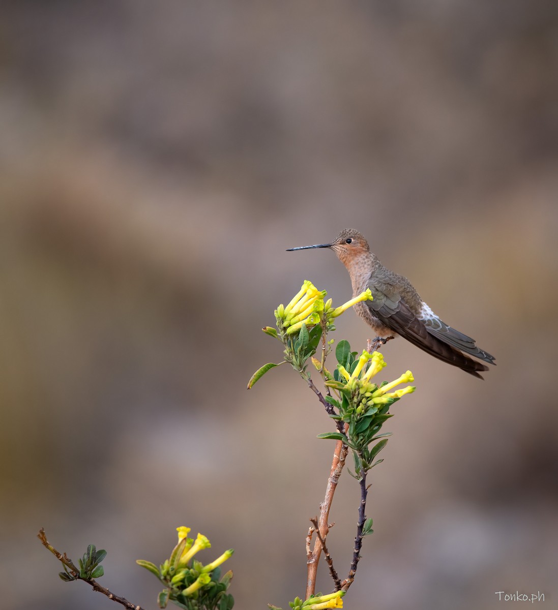 Giant Hummingbird - ML396360061