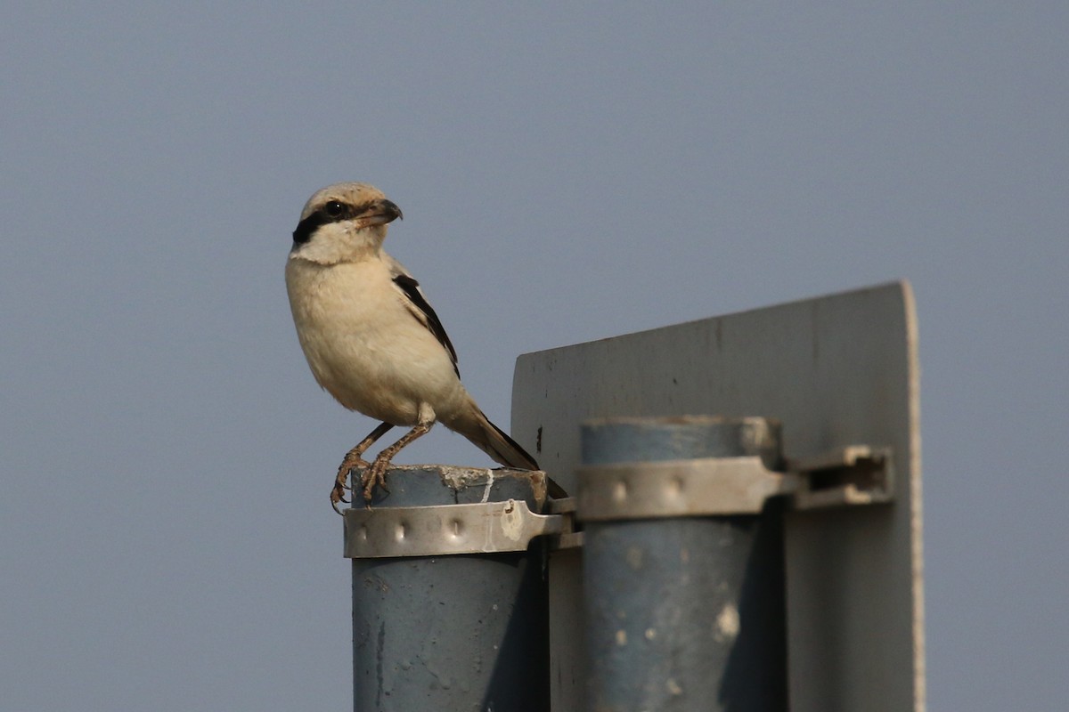 Pie-grièche grise (pallidirostris) - ML396360831