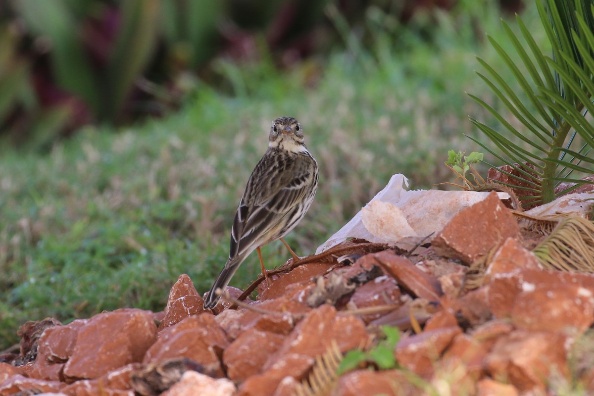 Meadow Pipit - ML396361011