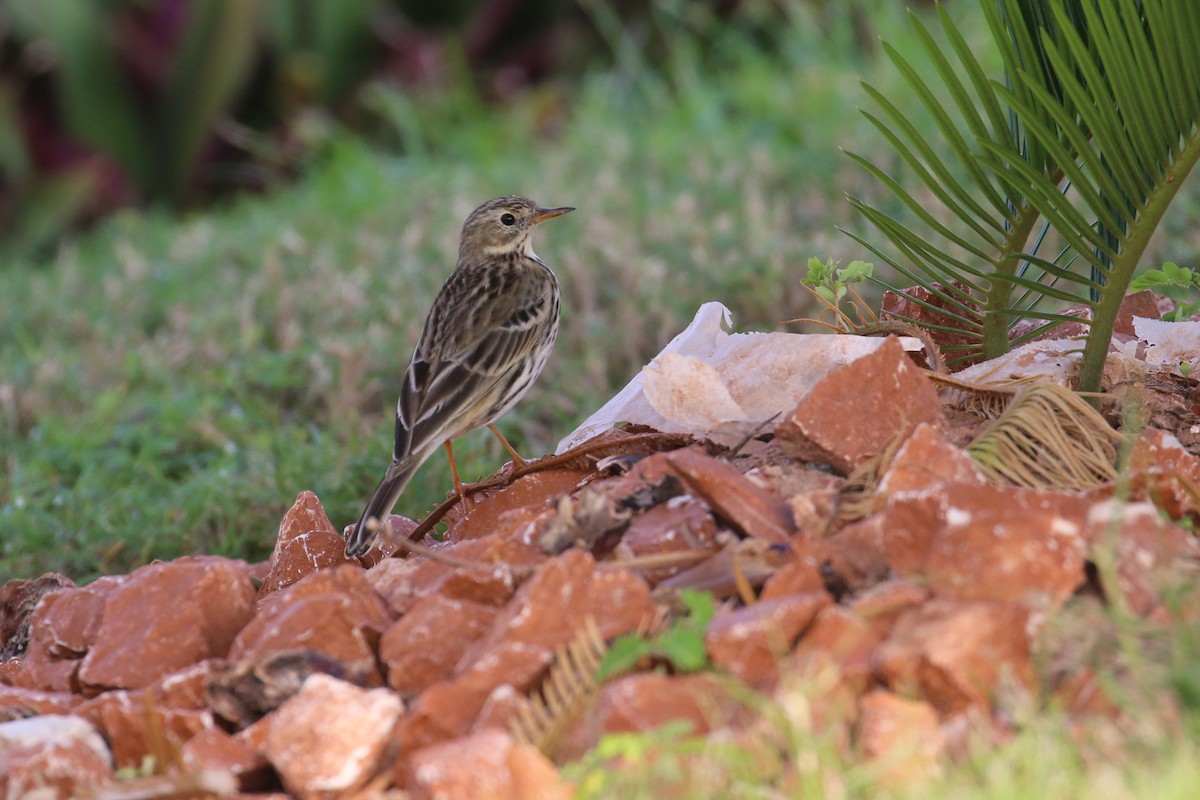 Meadow Pipit - ML396361021