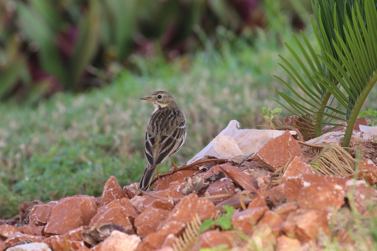 Meadow Pipit - ML396361031