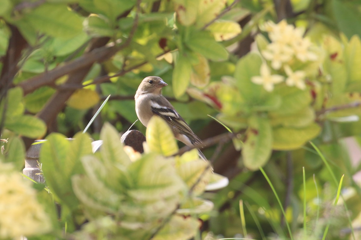 Common Chaffinch - ML396361151