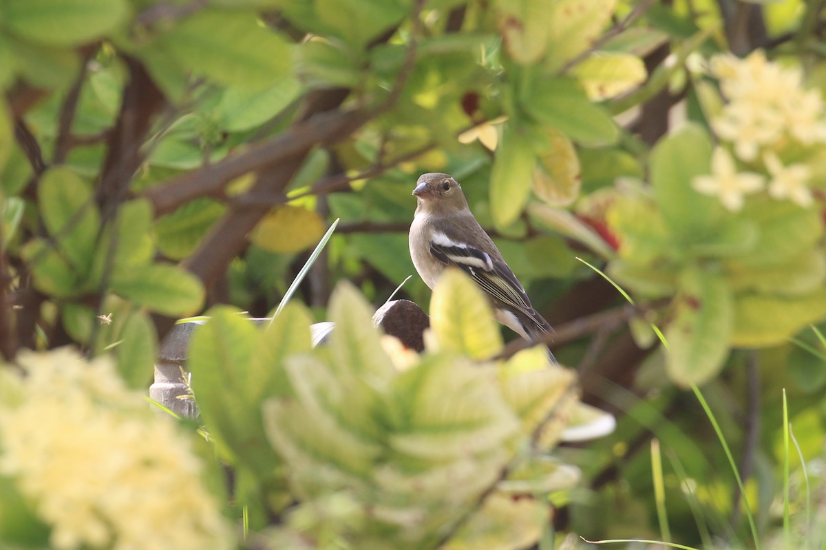 Common Chaffinch - Oscar Campbell