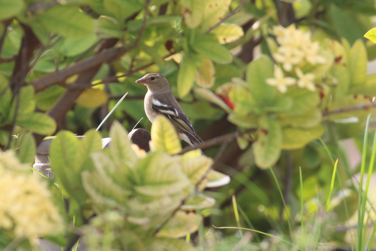 Common Chaffinch - ML396361181