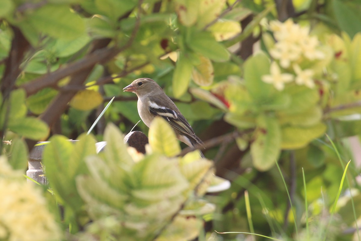 Common Chaffinch - ML396361191