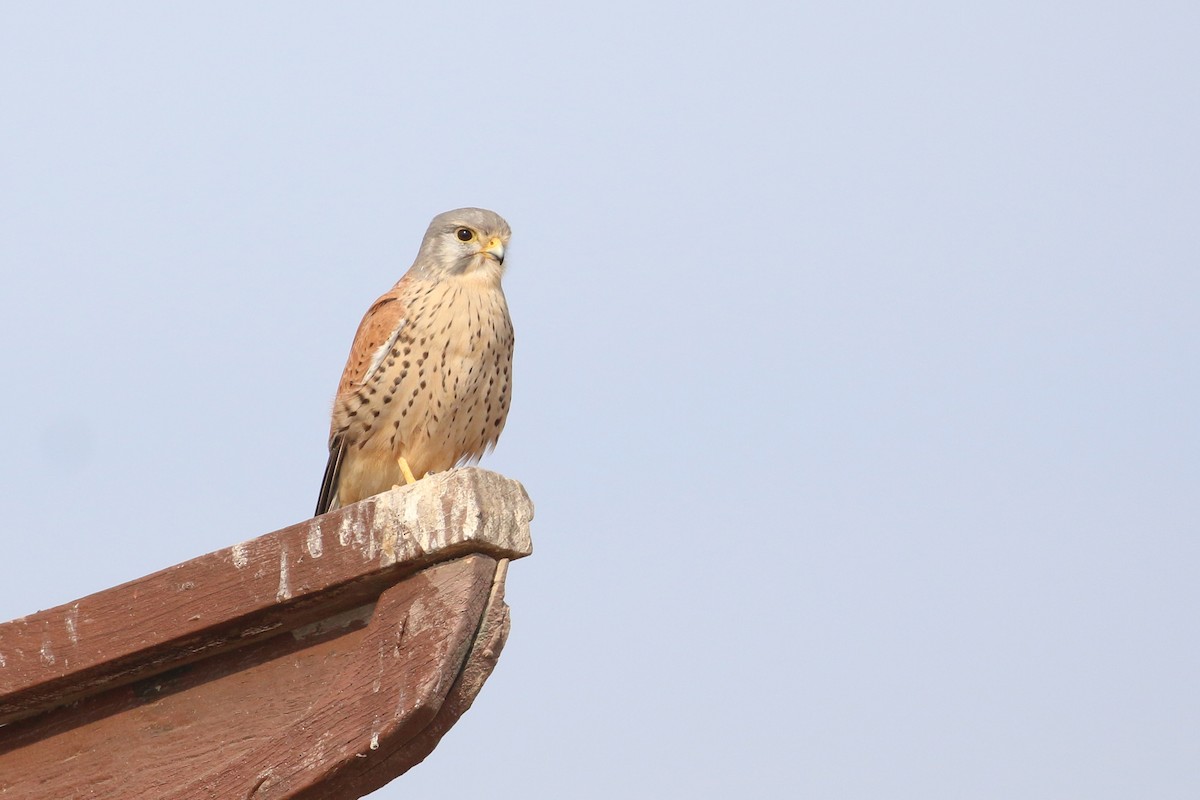 Eurasian Kestrel - ML396361621