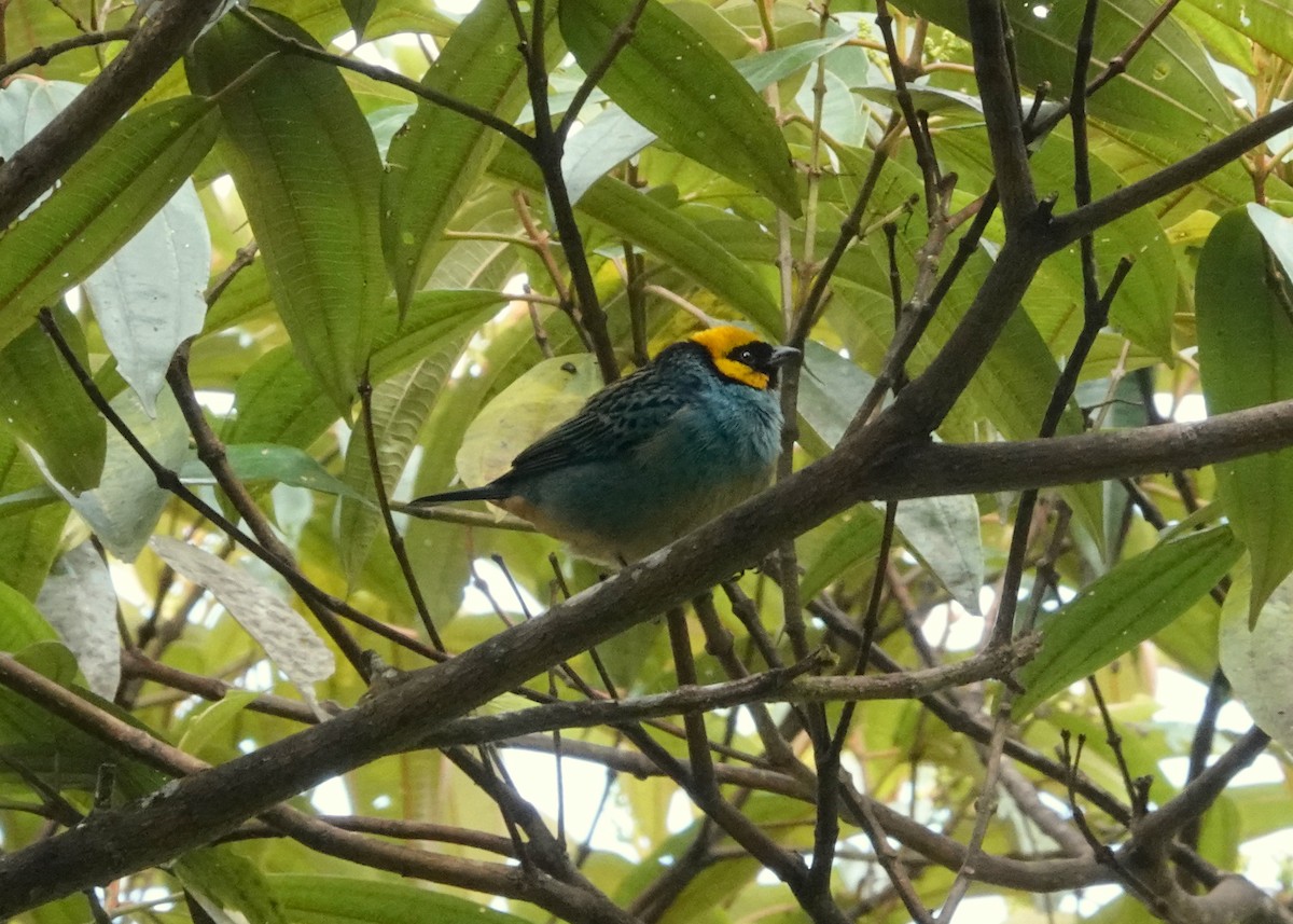 Saffron-crowned Tanager - ML396361731