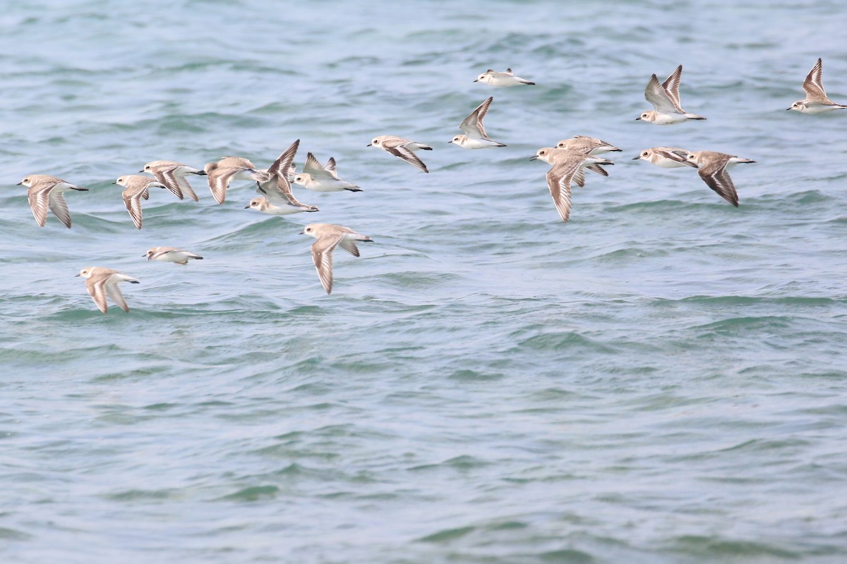 Tibetan Sand-Plover - ML396361851