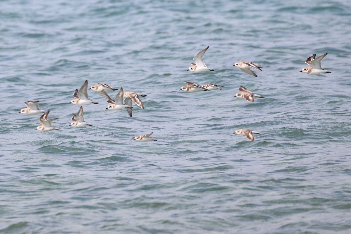 Tibetan Sand-Plover - ML396361881