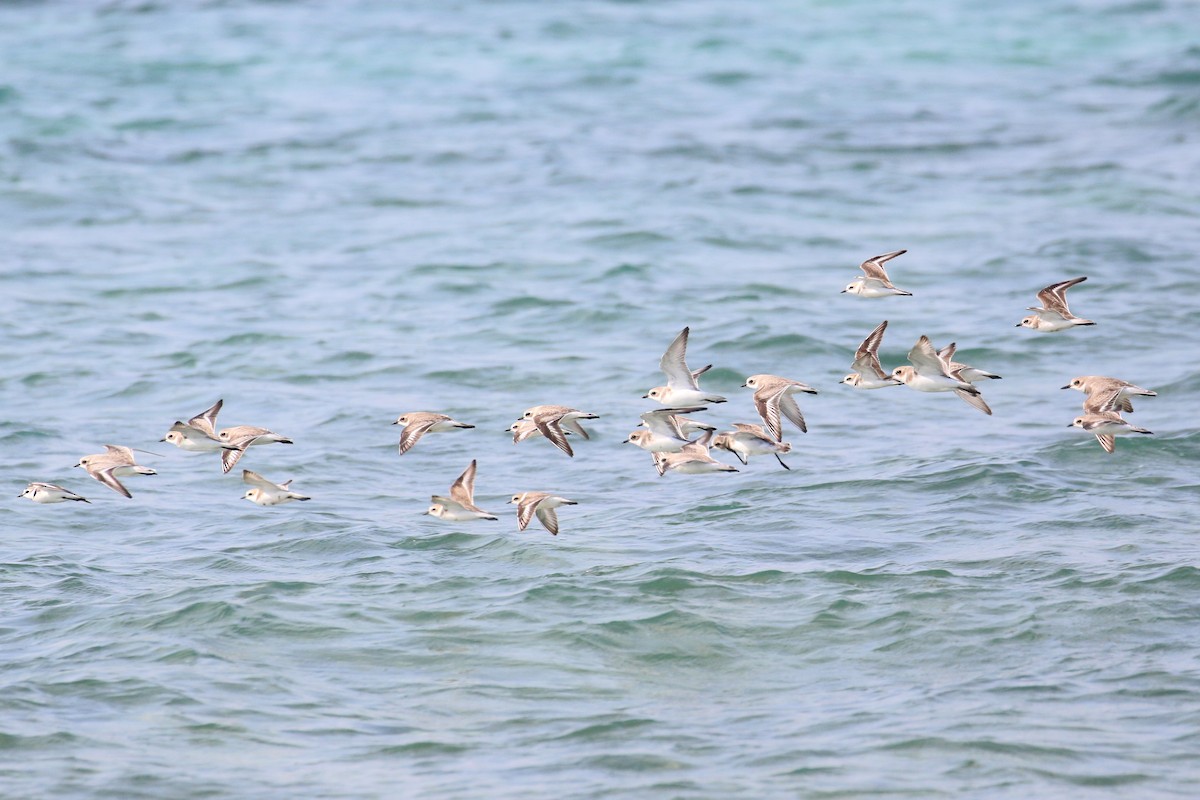 Tibetan Sand-Plover - ML396361891