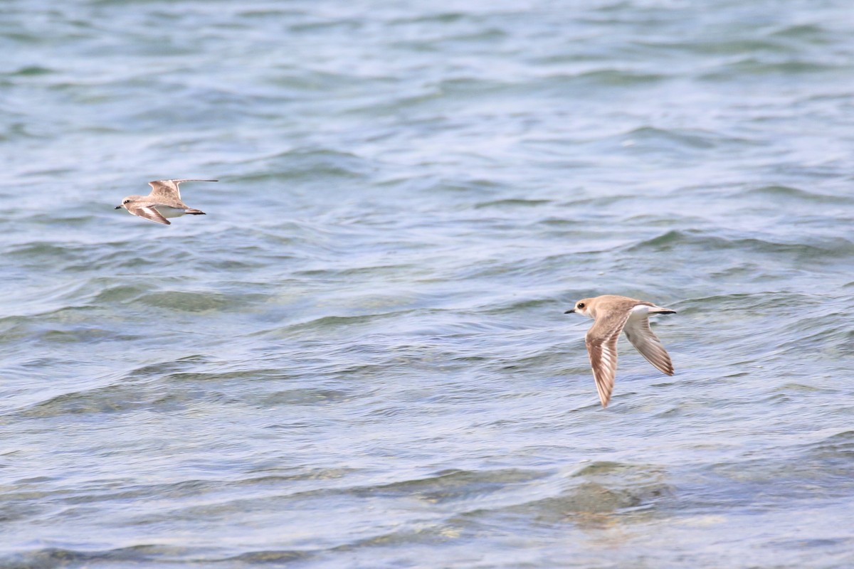 Greater Sand-Plover - Oscar Campbell