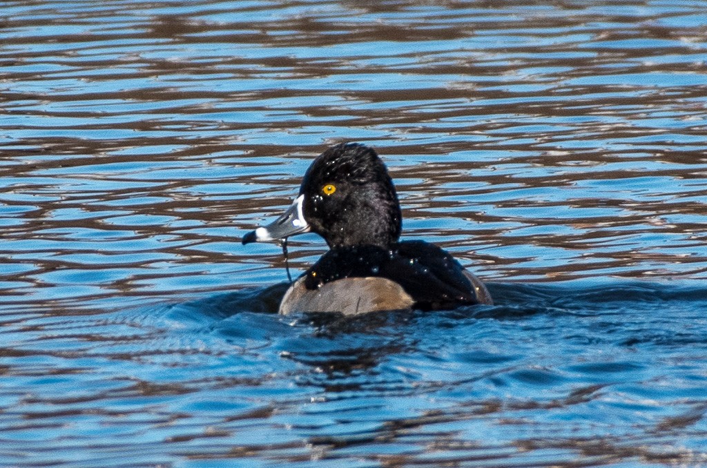 Ring-necked Duck - ML396365911