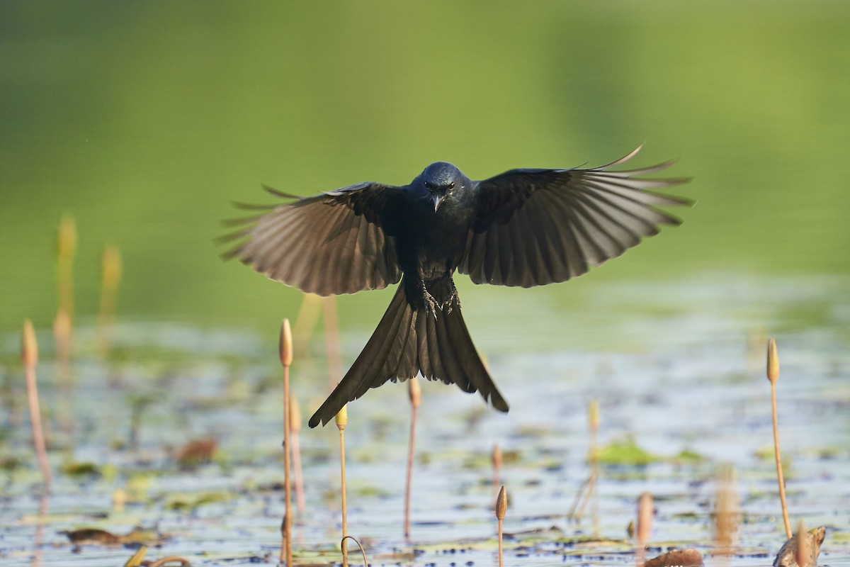 Black Drongo - ML396366331